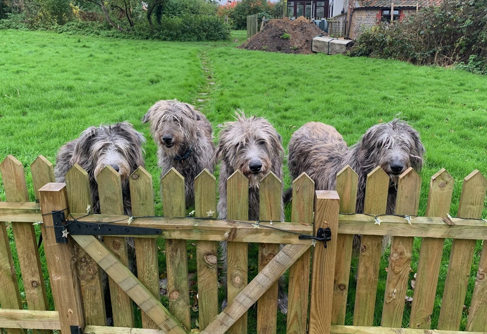 The five Philosophers Barn deerhounds looking over a wooden picket gate onto a green lawn